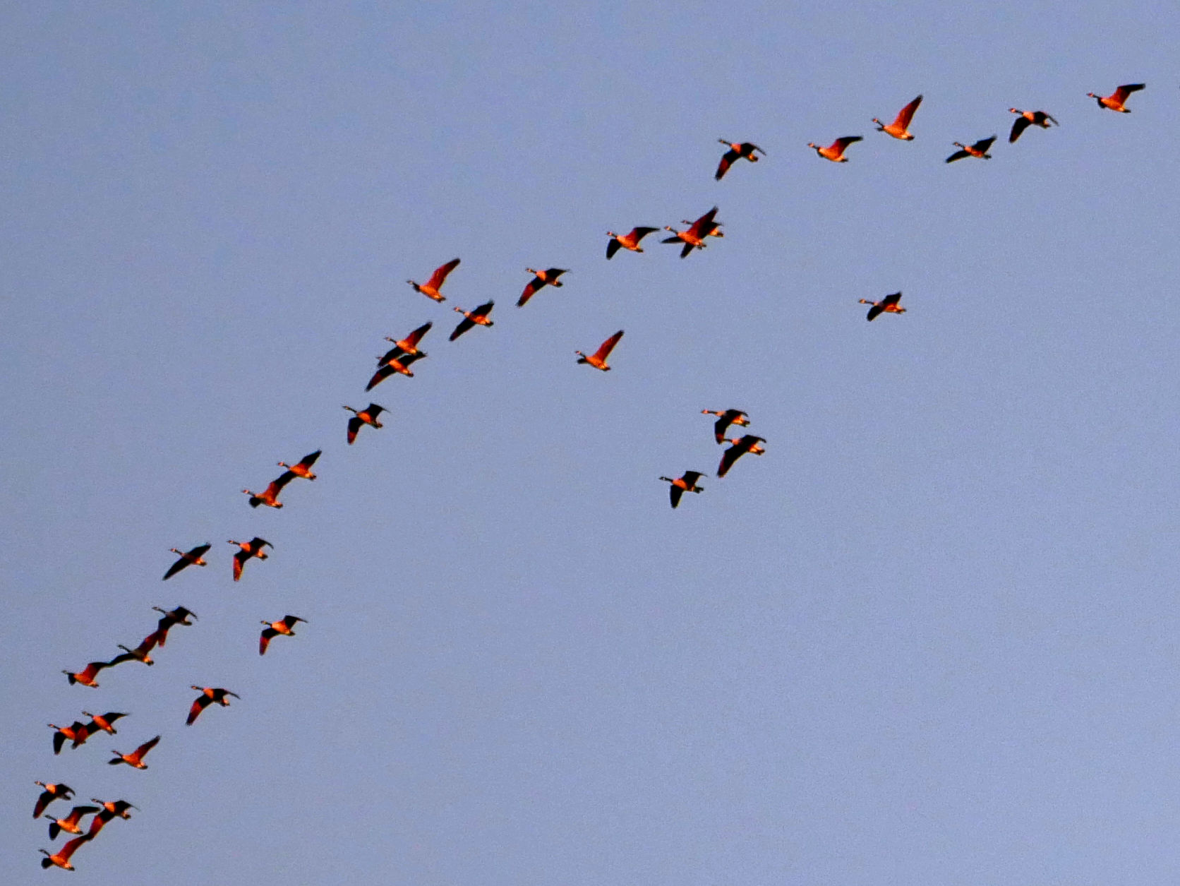 A flock of birds flying together across a blue sky