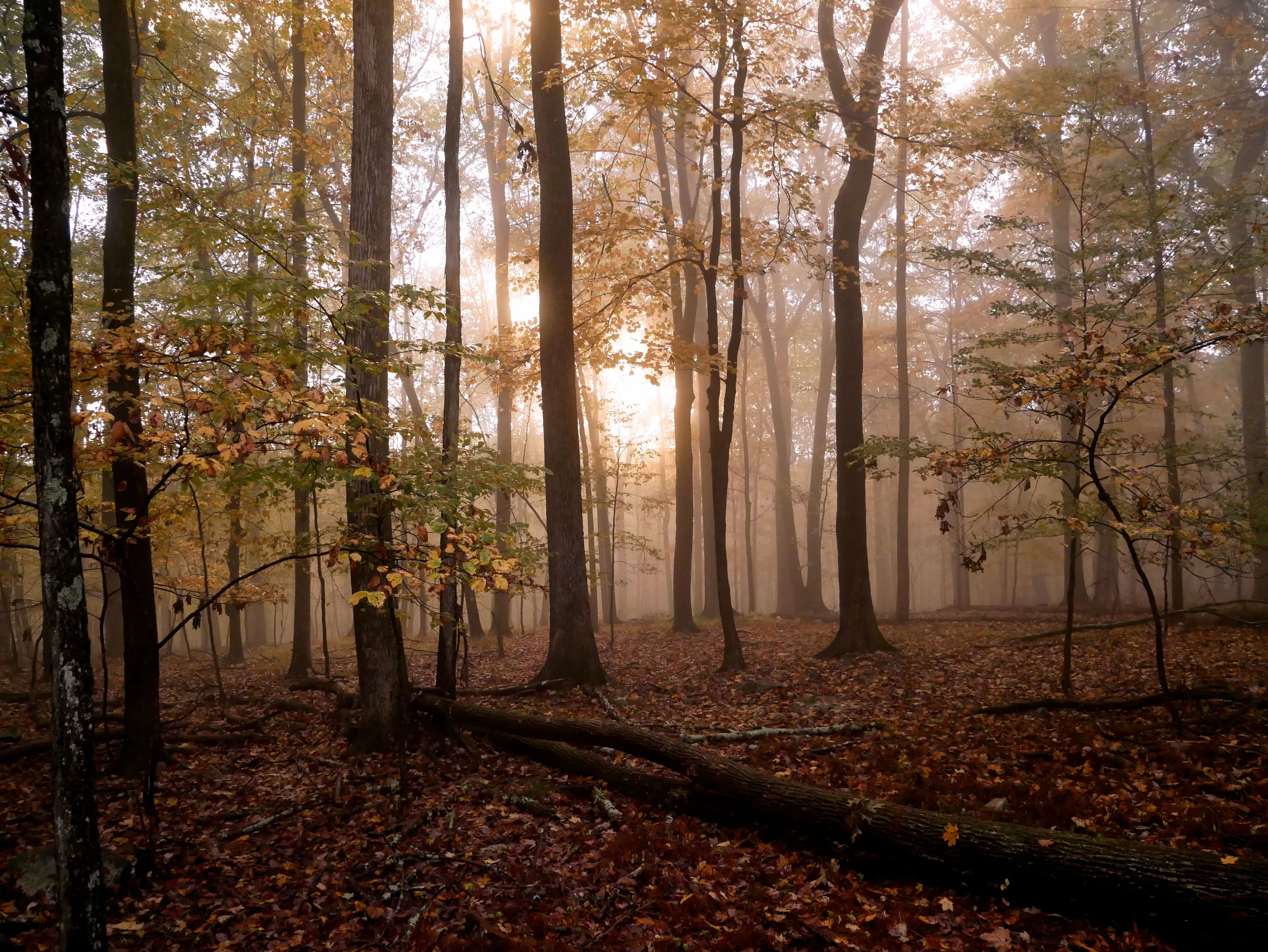 Sunlight filtering through a misty autumn forest